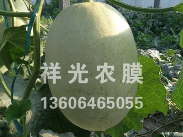 甜瓜專用膜